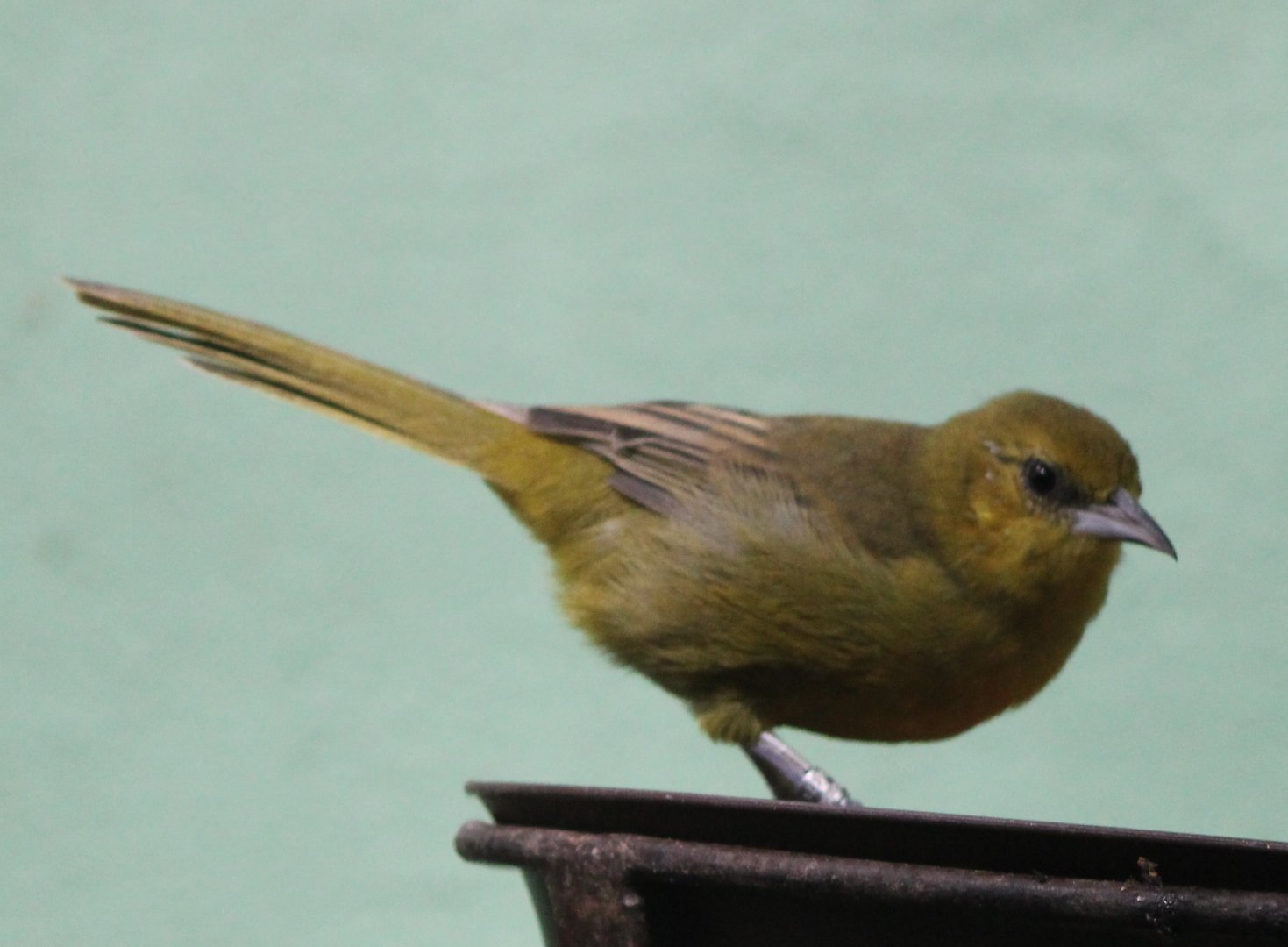 Montserrat oriole - female