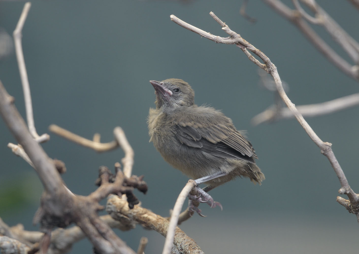Montserrat oriole, fledgling