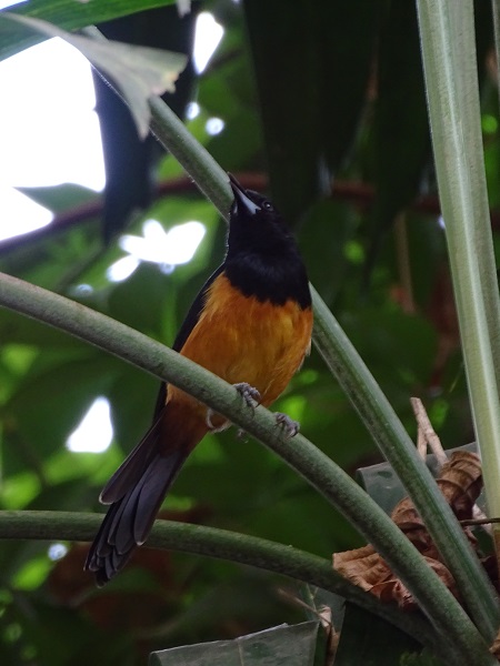 Montserrat oriole (Icterus oberi) (07/22)