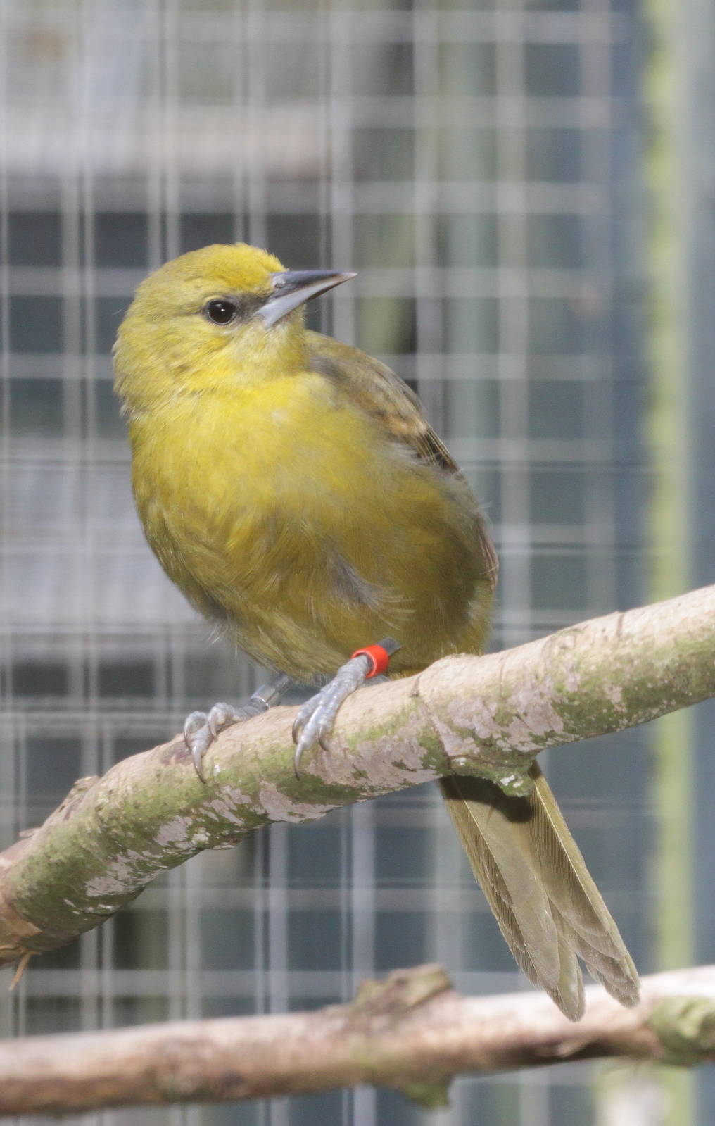 Montserrat Oriole (Icterus oberi) female