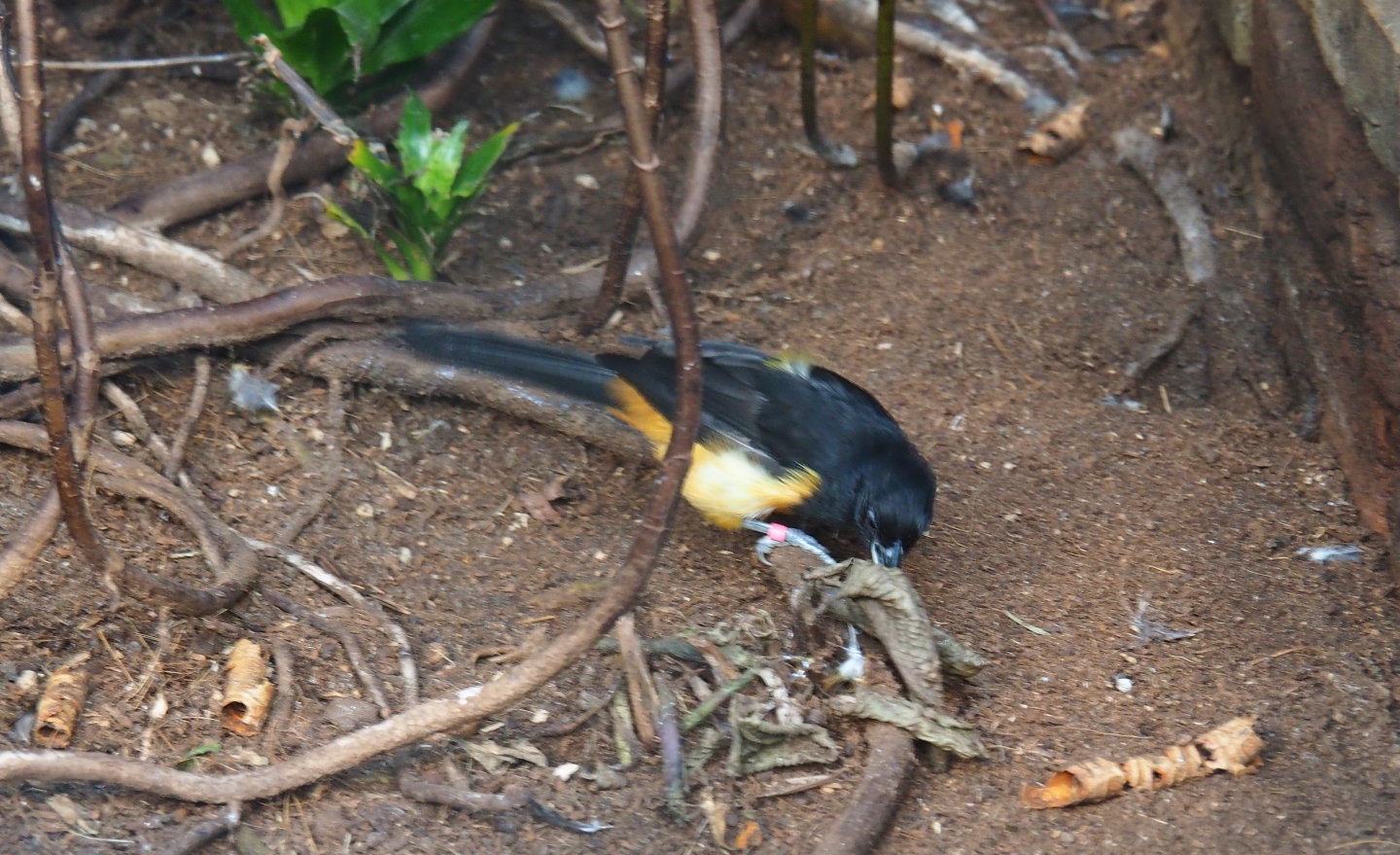 Montserrat oriole (Icterus oberi), Sep 2nd, 2018