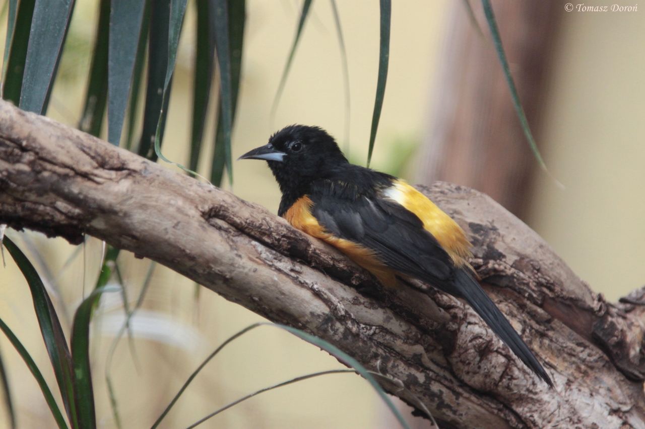 Montserrat Oriole (Icterus oberi)