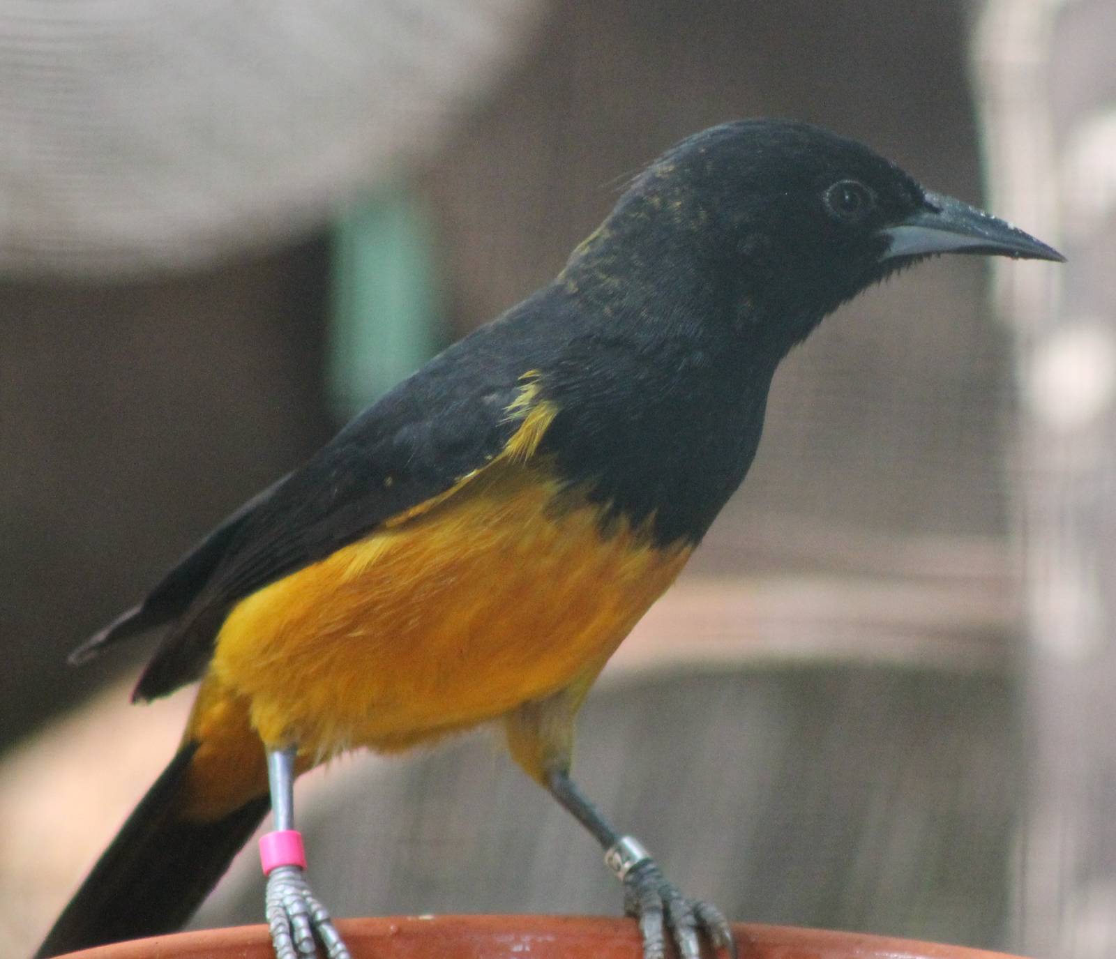 Montserrat oriole male