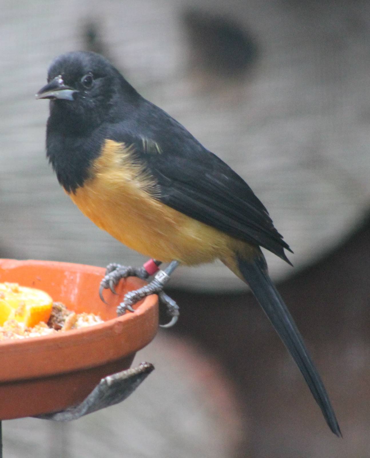 Montserrat oriole male