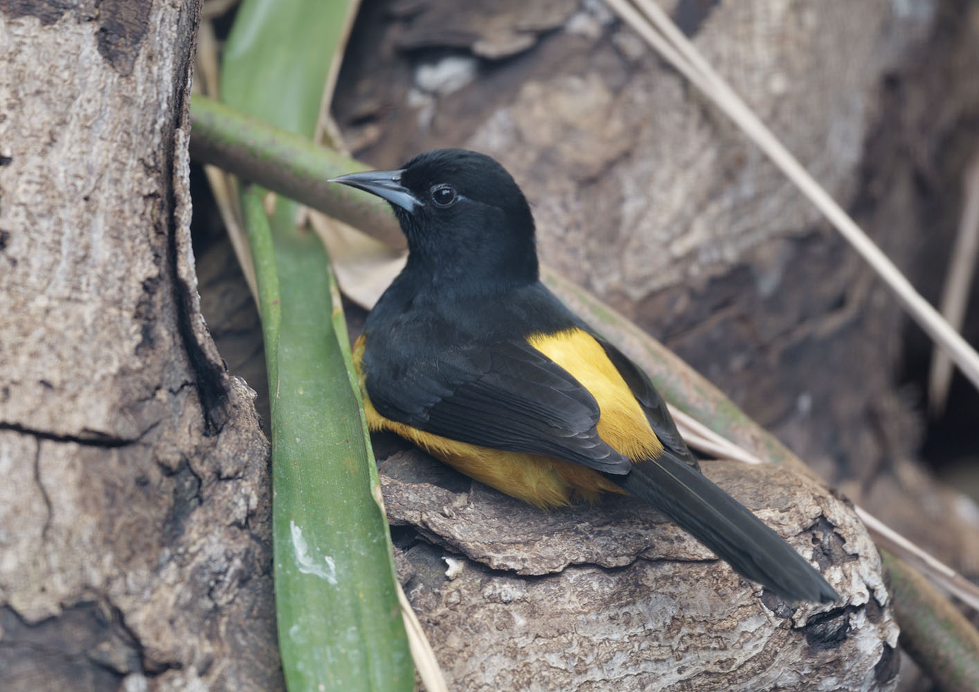Montserrat oriole, male