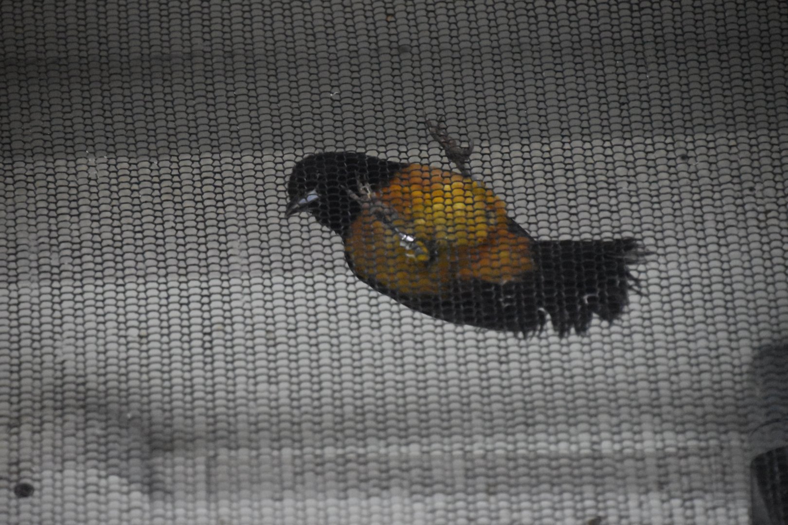 Montserrat oriole male