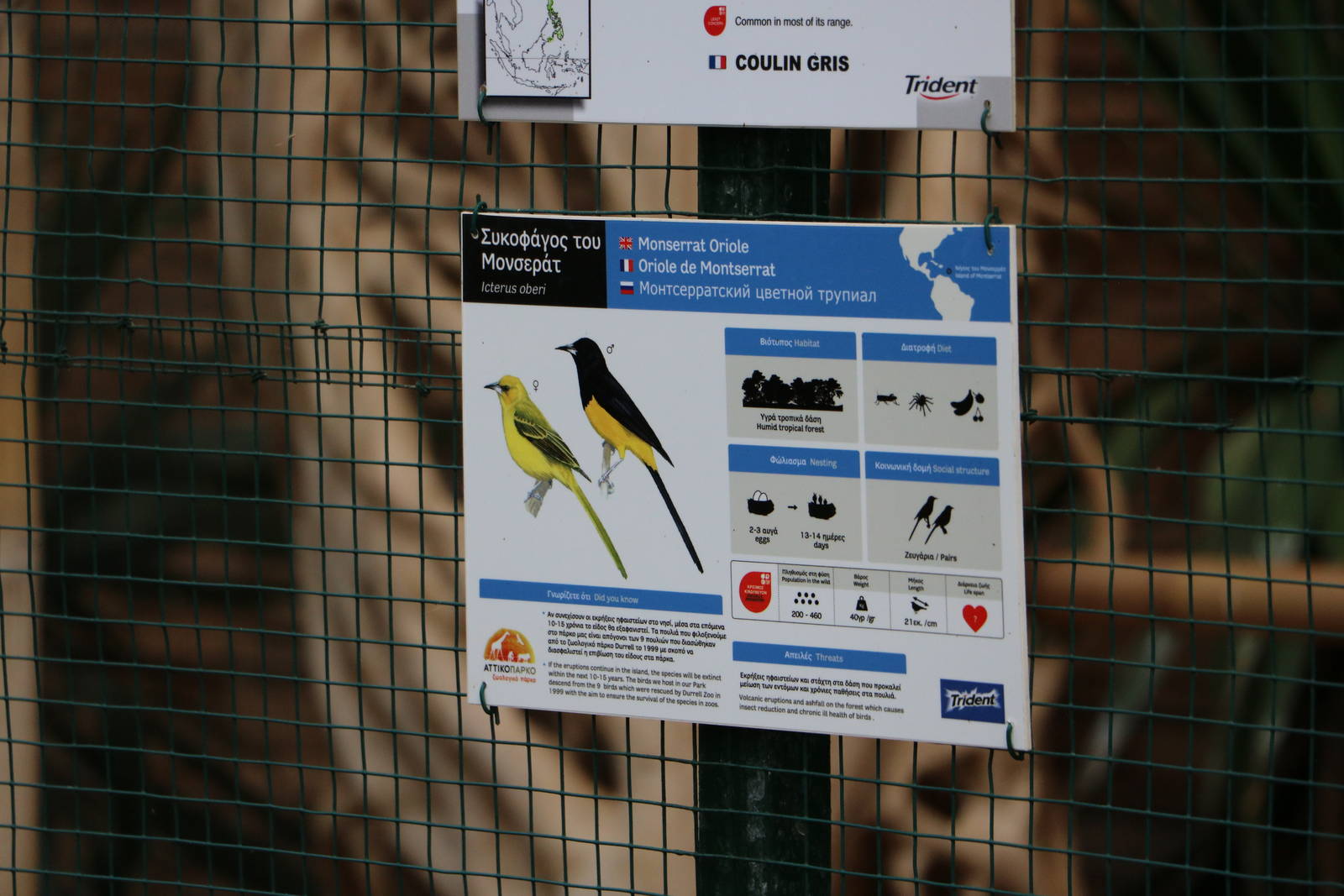 Montserrat oriole sign, February 2016