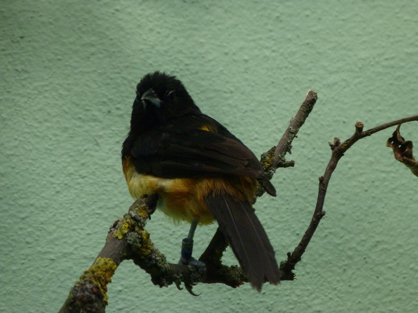 Montserrat oriole -Zoo Plzeň (2025)