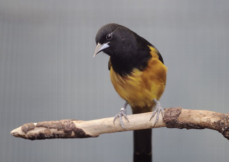 Montserrat oriole