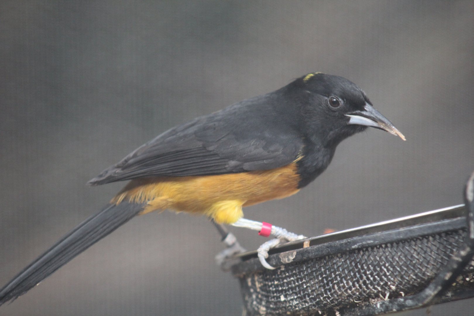 Montserrat Oriole