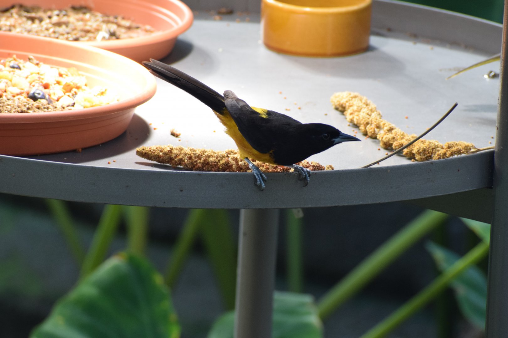 Montserrat oriole