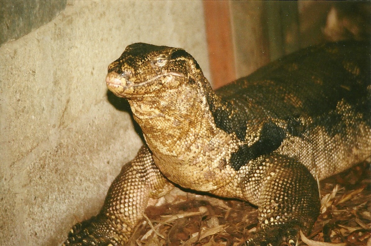 Monty 6th March 1999