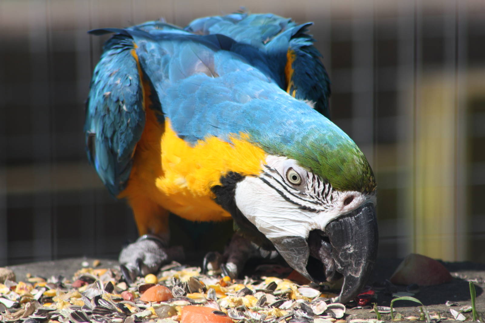 Monty, 8th June 2014