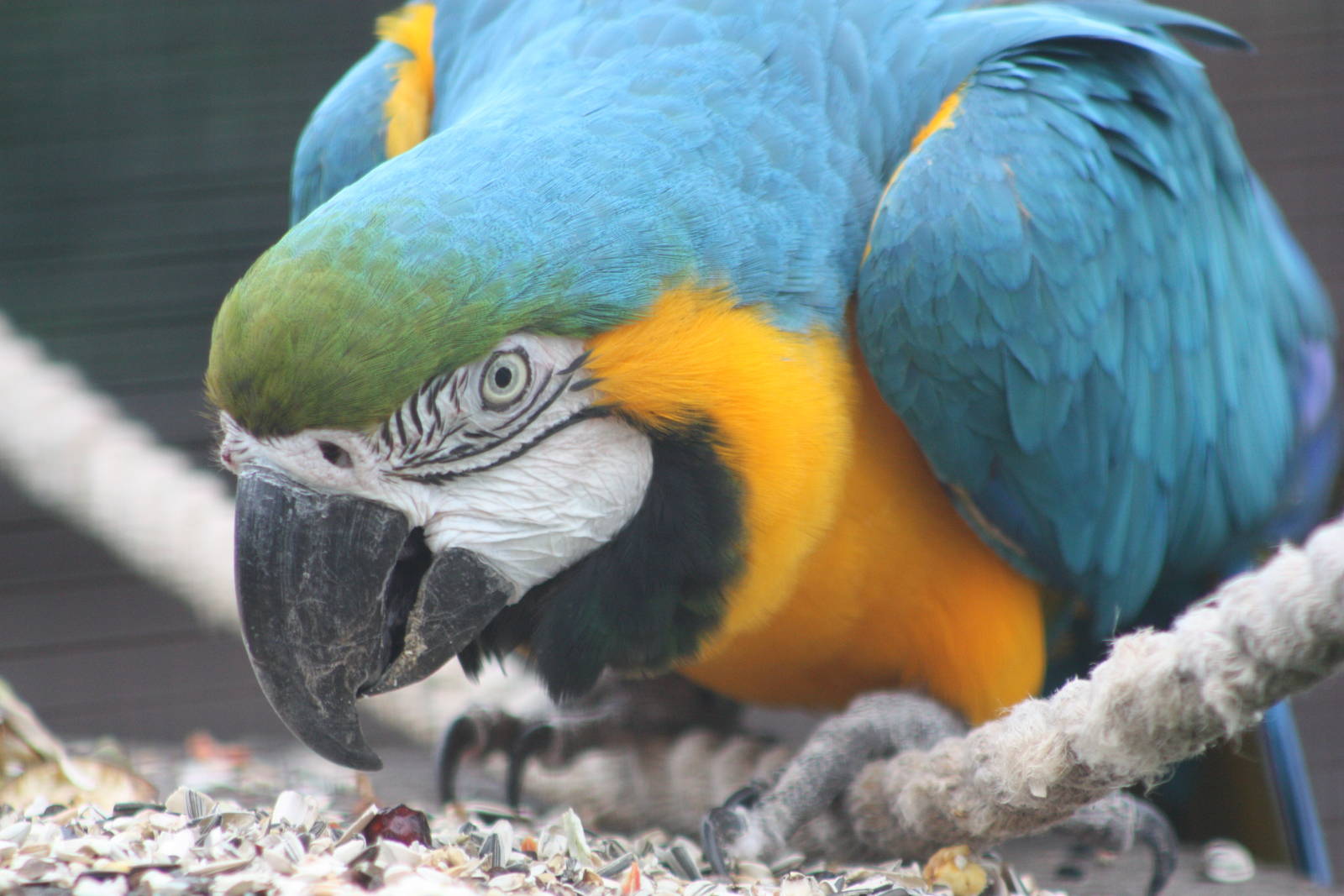 Monty, 9th September 2016