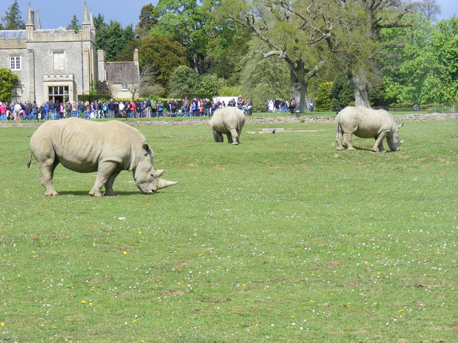 Monty, Ruby and Nancy the white rhinos at Cotswold Wildlife Park, 3 May 201