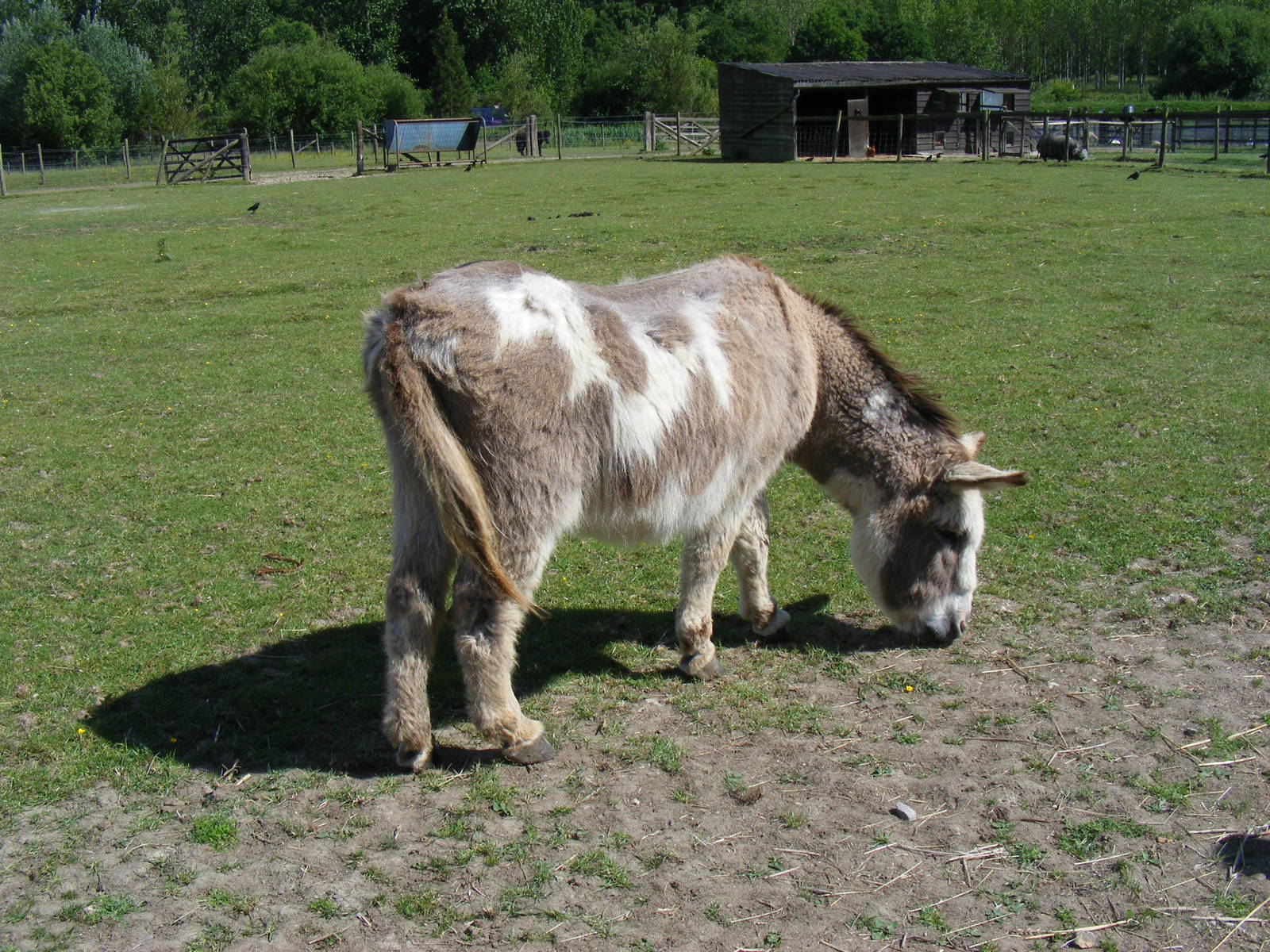 Monty the donkey at Birdworld, 20 June 2010