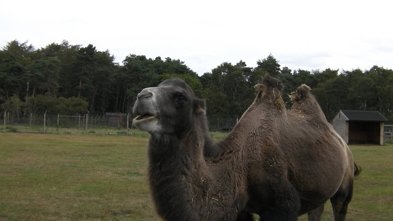 Monty the Ex-Circus Camel - 19.08.2011