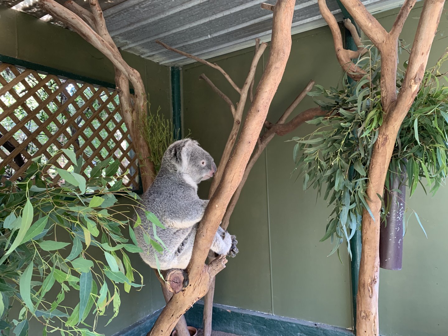 'Monty' the Koala