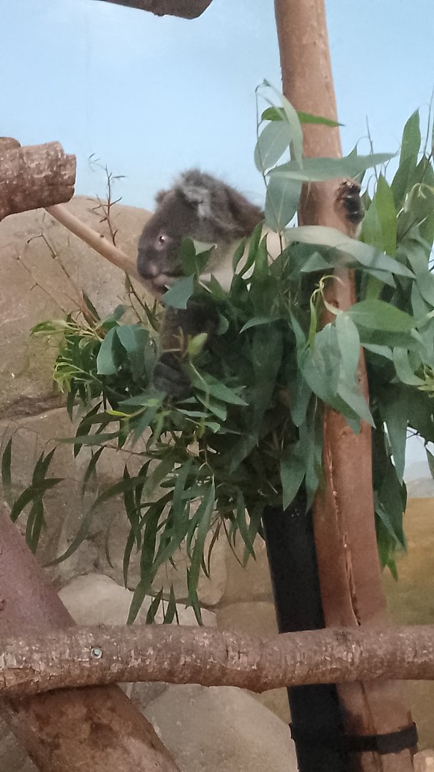 Monty the Koala