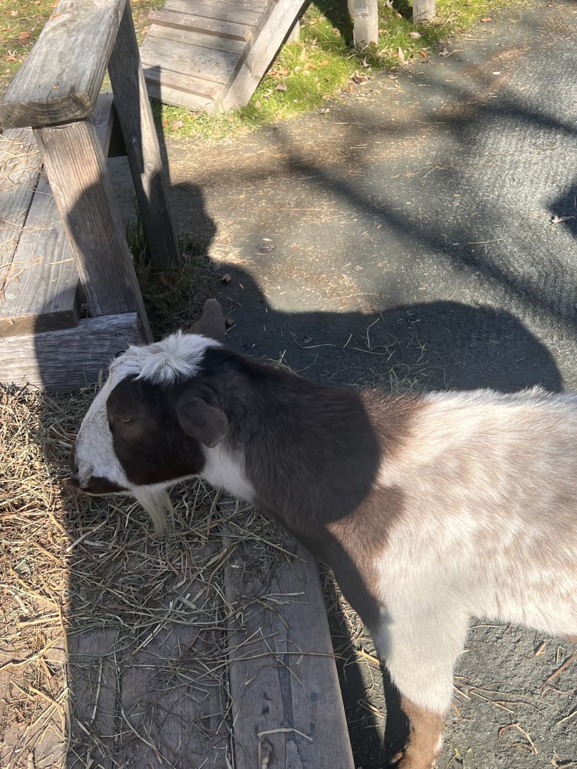 Moo the male Nigerian dwarf goat