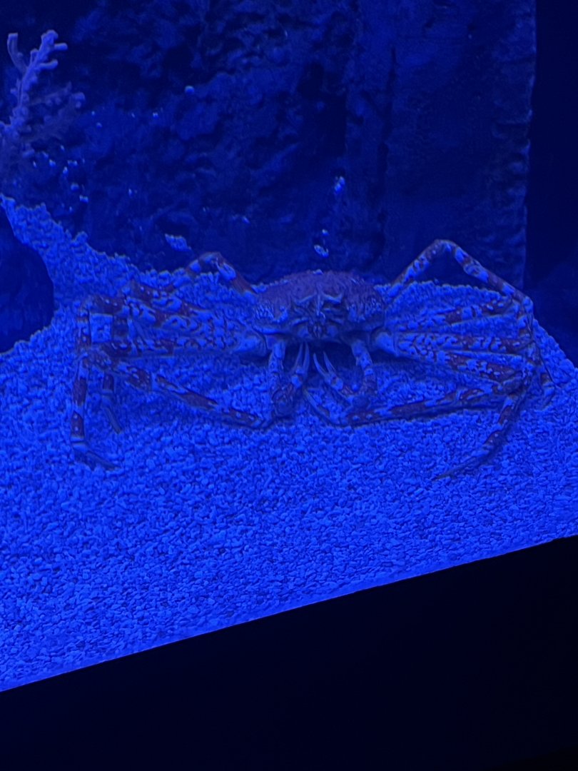 Moody Gardens Aquarium