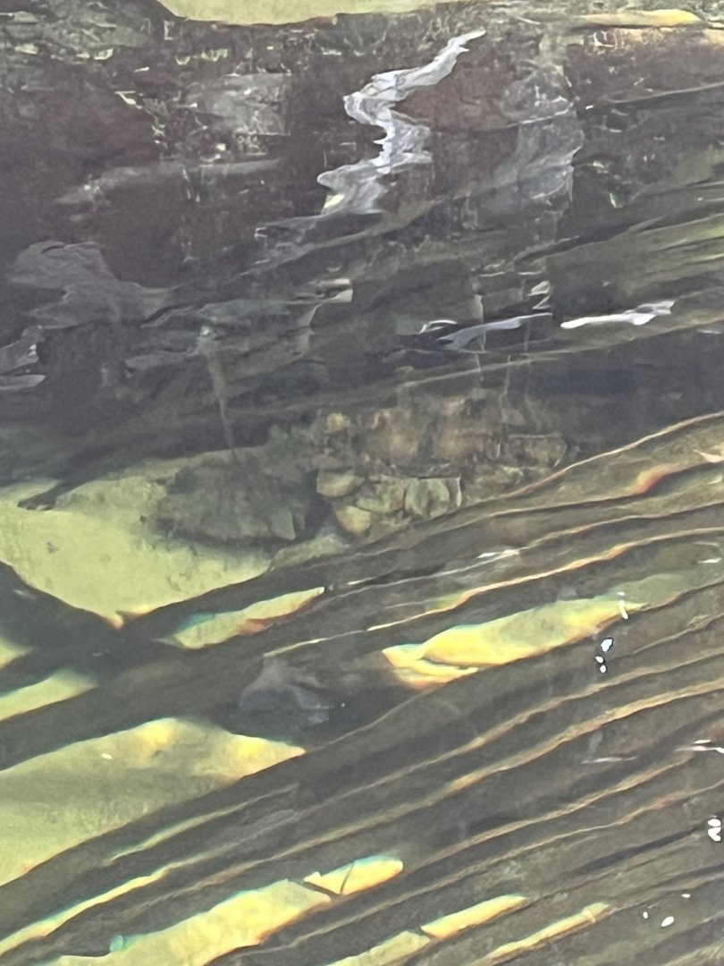 Moody Gardens Rainforest