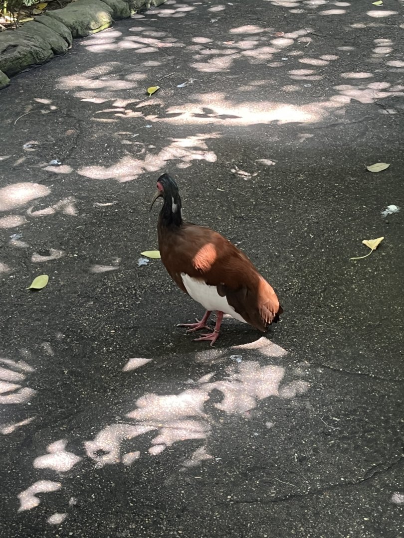Moody Gardens Rainforest