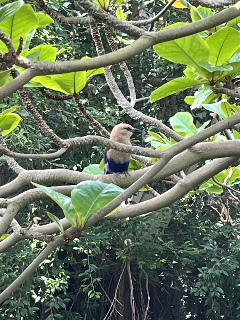 Moody Gardens Rainforest
