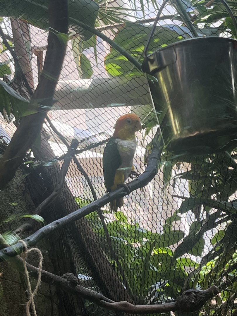 Moody Gardens Rainforest