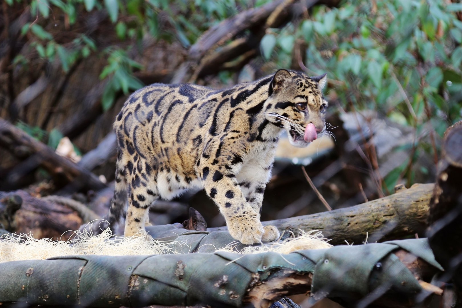 Mook the Clouded Leopard (2002-2020)
