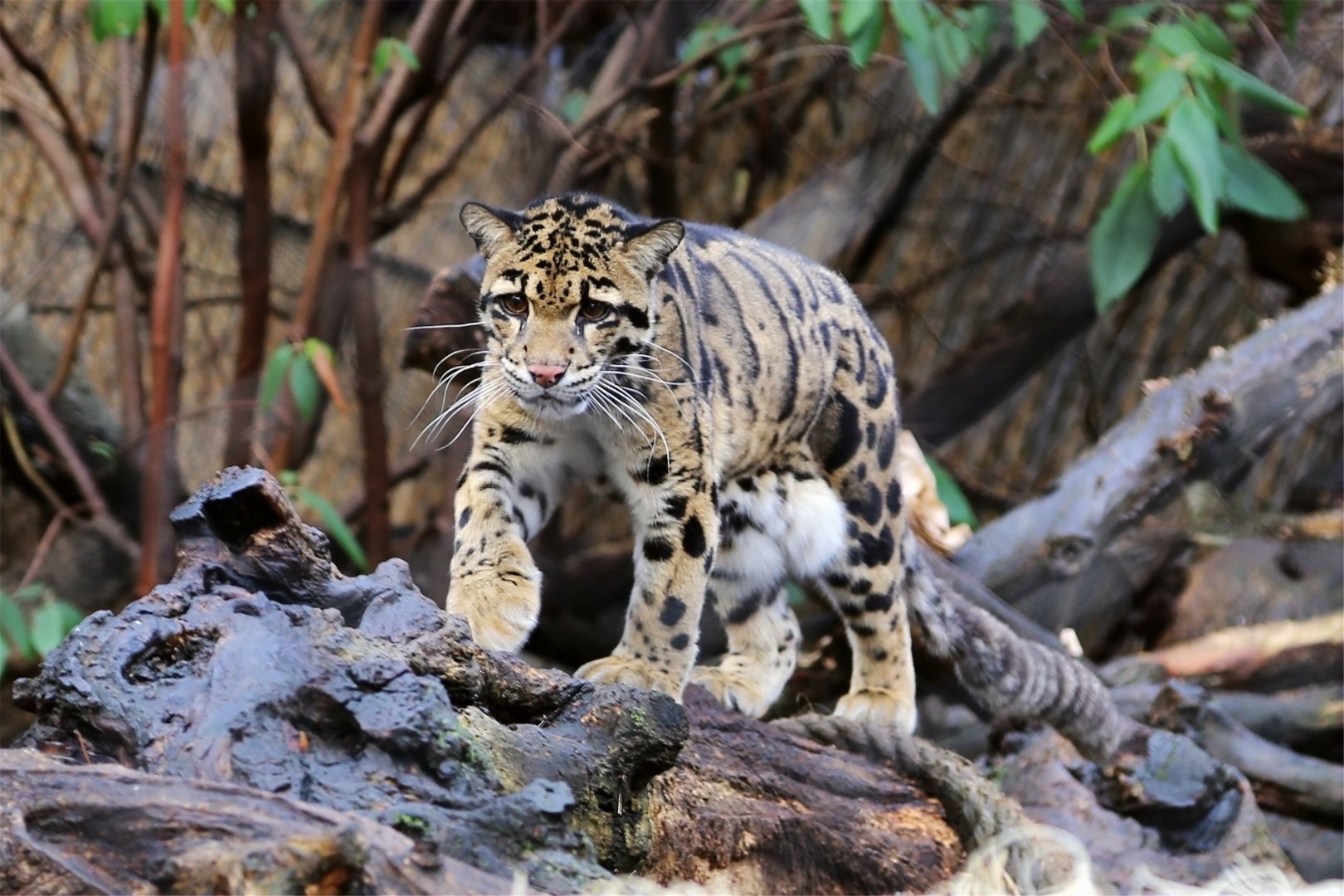 Mook the Clouded Leopard (2002-2020)