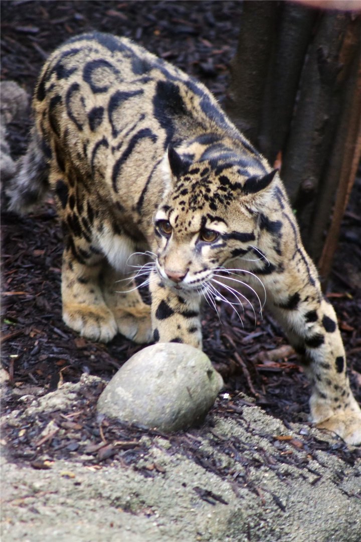 Mook the Clouded Leopard