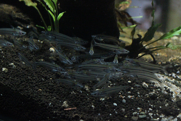 Moolenburgh's catfish (Pseudeutropius moolenburghae)