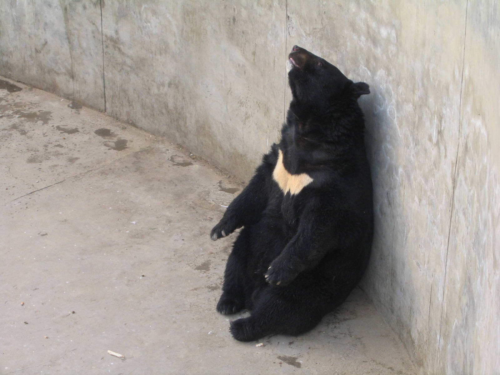 Moon Bear ? Beijing Zoo