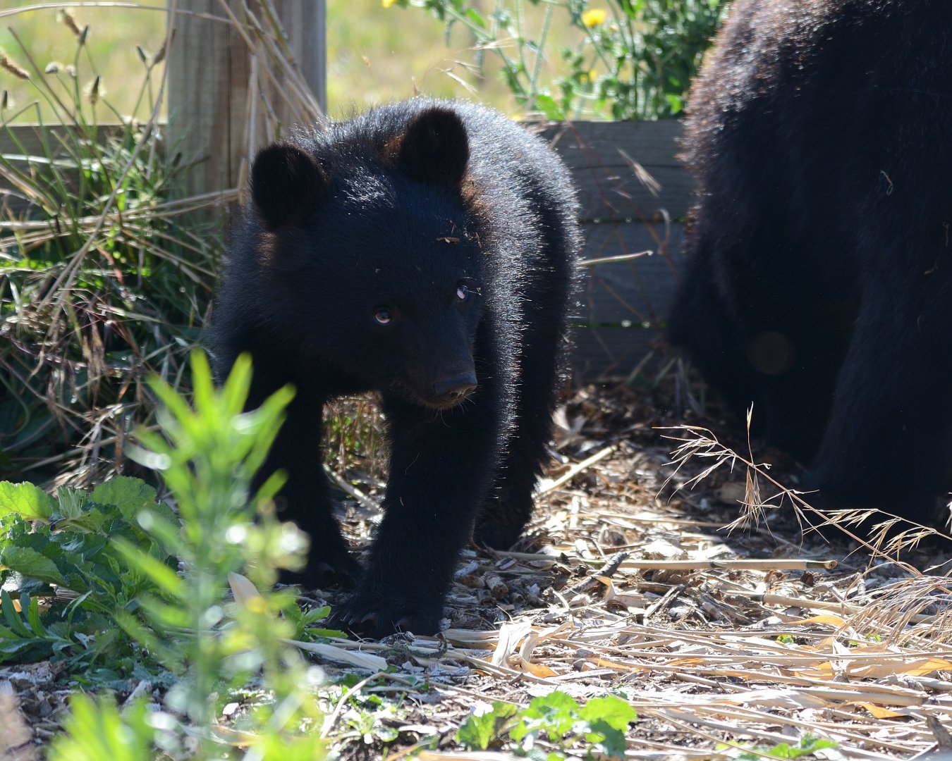 Moon Bear Cub 'Baloo' 12/07/2020
