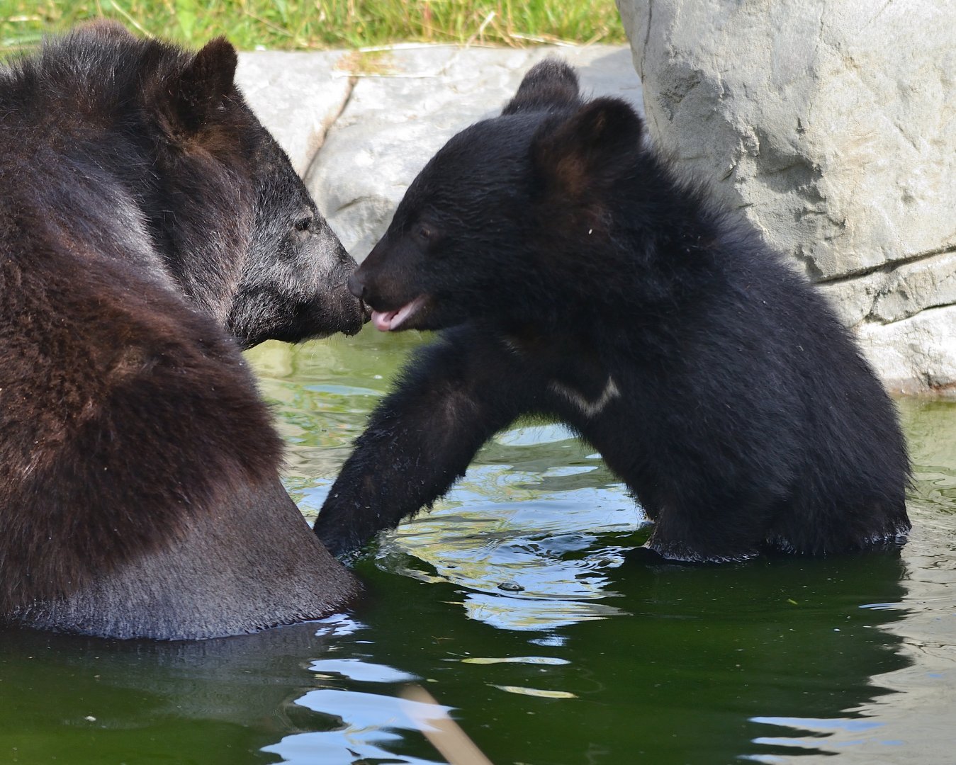 Moon Bear Cub 'Baloo' 12/07/2020