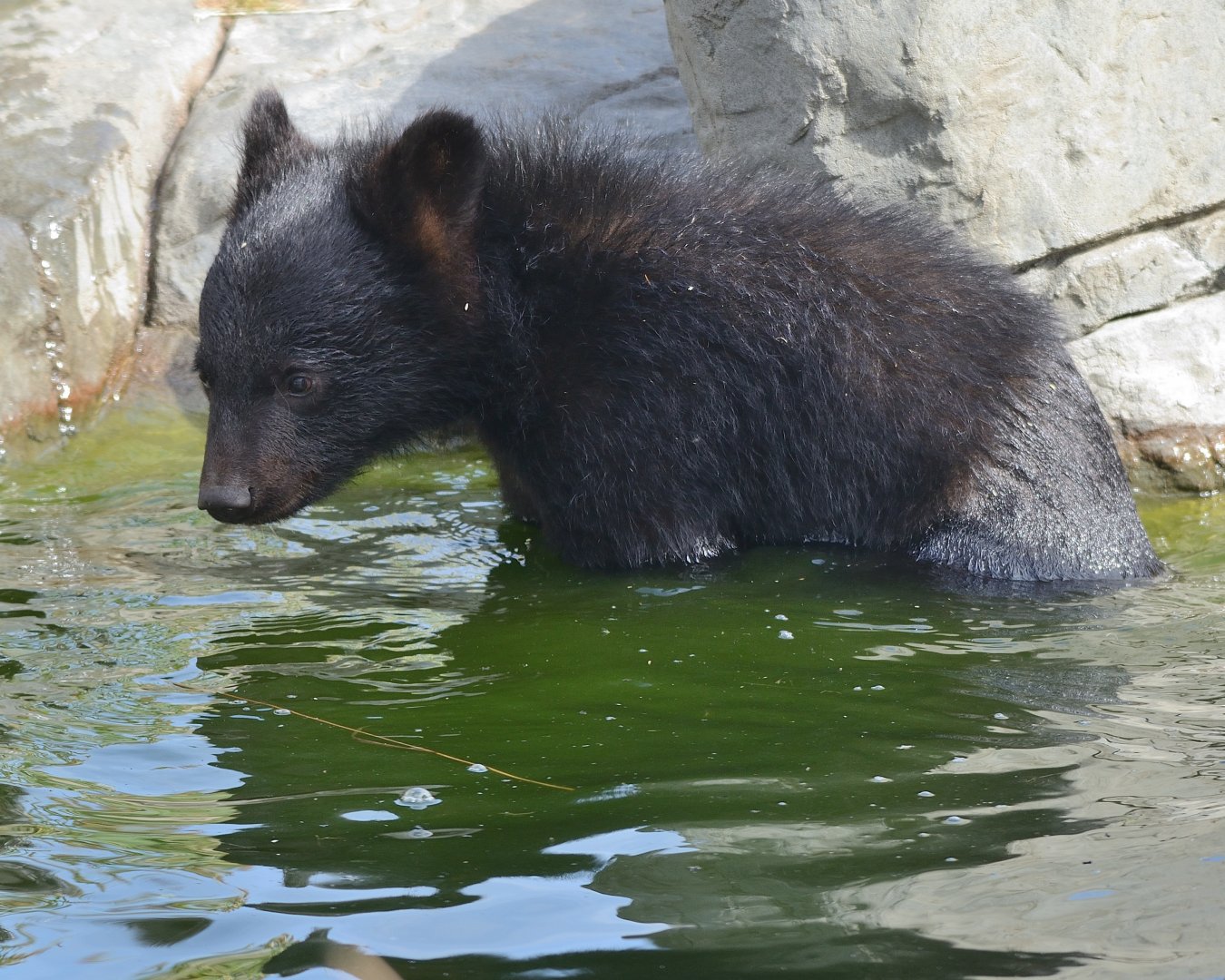 Moon Bear Cub 'Baloo' 12/07/2020