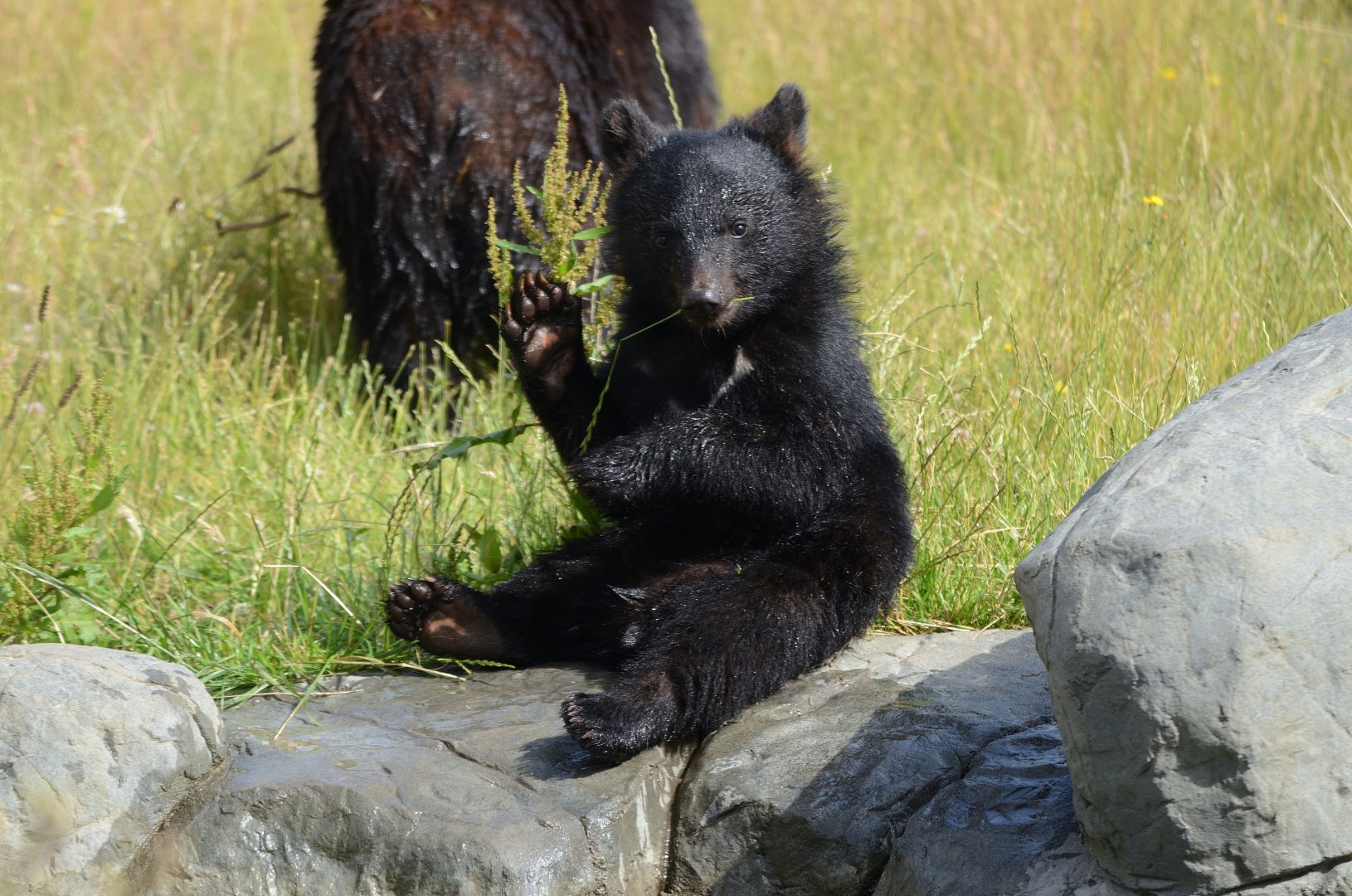 Moon Bear Cub 'Baloo' 12/07/2020