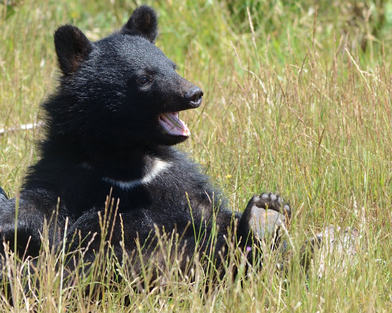 Moon Bear Cub 'Baloo' 12/07/2020