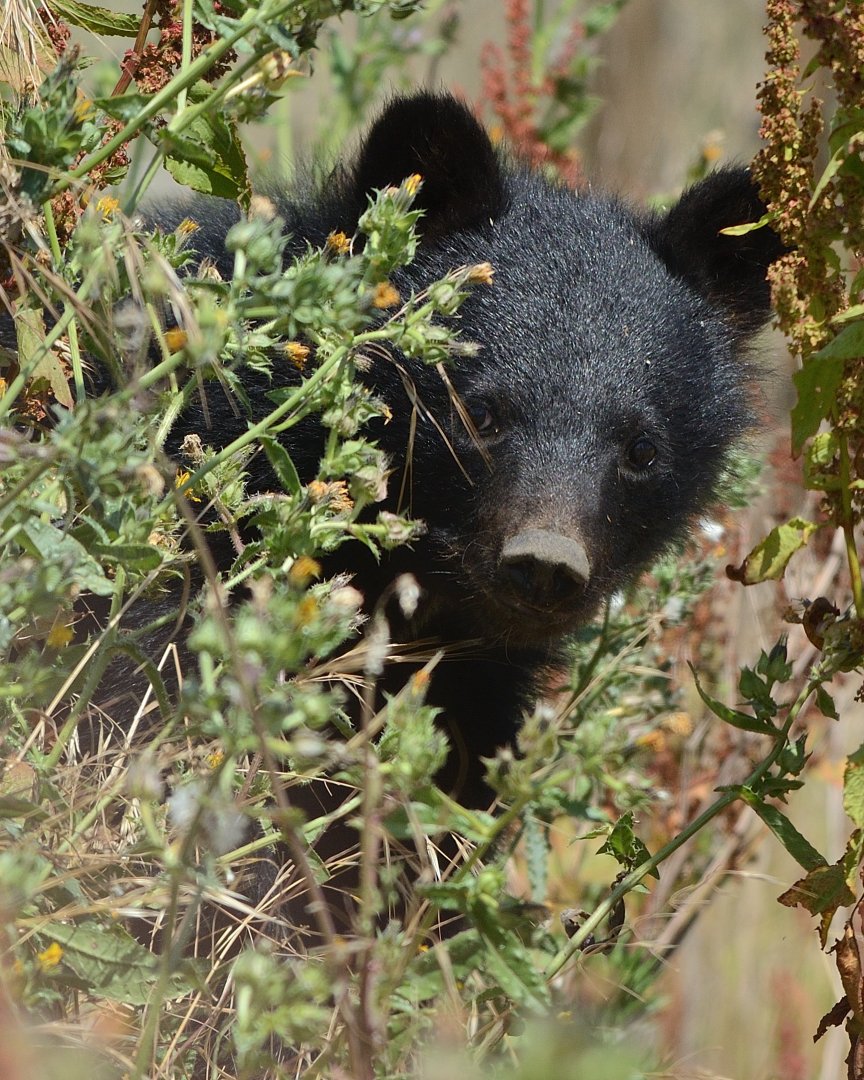 Moon Bear Cub 'Baloo' 12/07/2020