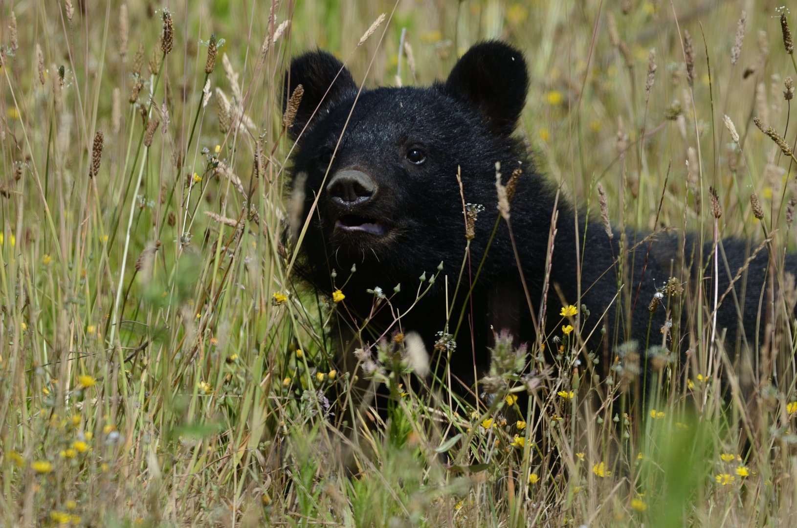 Moon Bear Cub 'Baloo' 12/07/2020