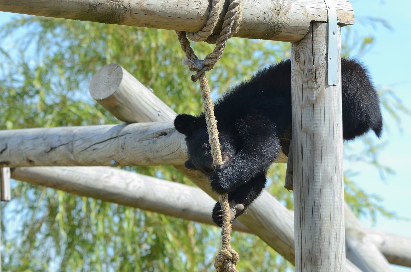 Moon Bear Cub 'Baloo' 12/07/2020
