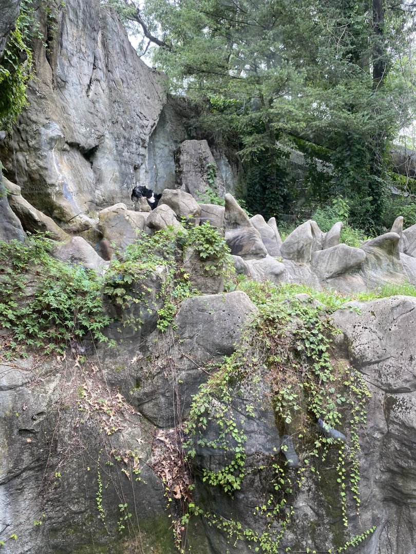Moon Bear Exhibit - Roger Williams Park Zoo