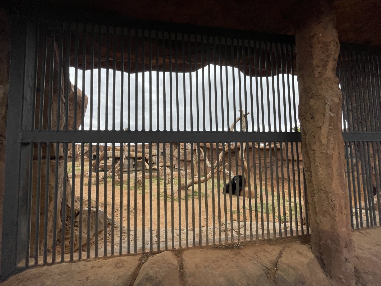 Moon Bear Exhibit