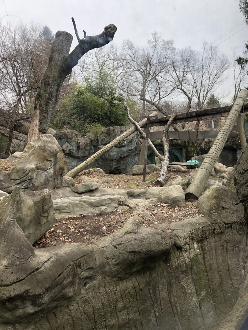 Moon Bear Habitat - Feb, 2020