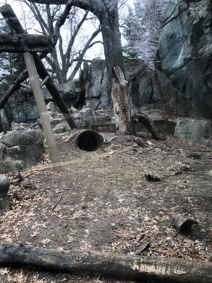 Moon Bear Habitat - Feb, 2020