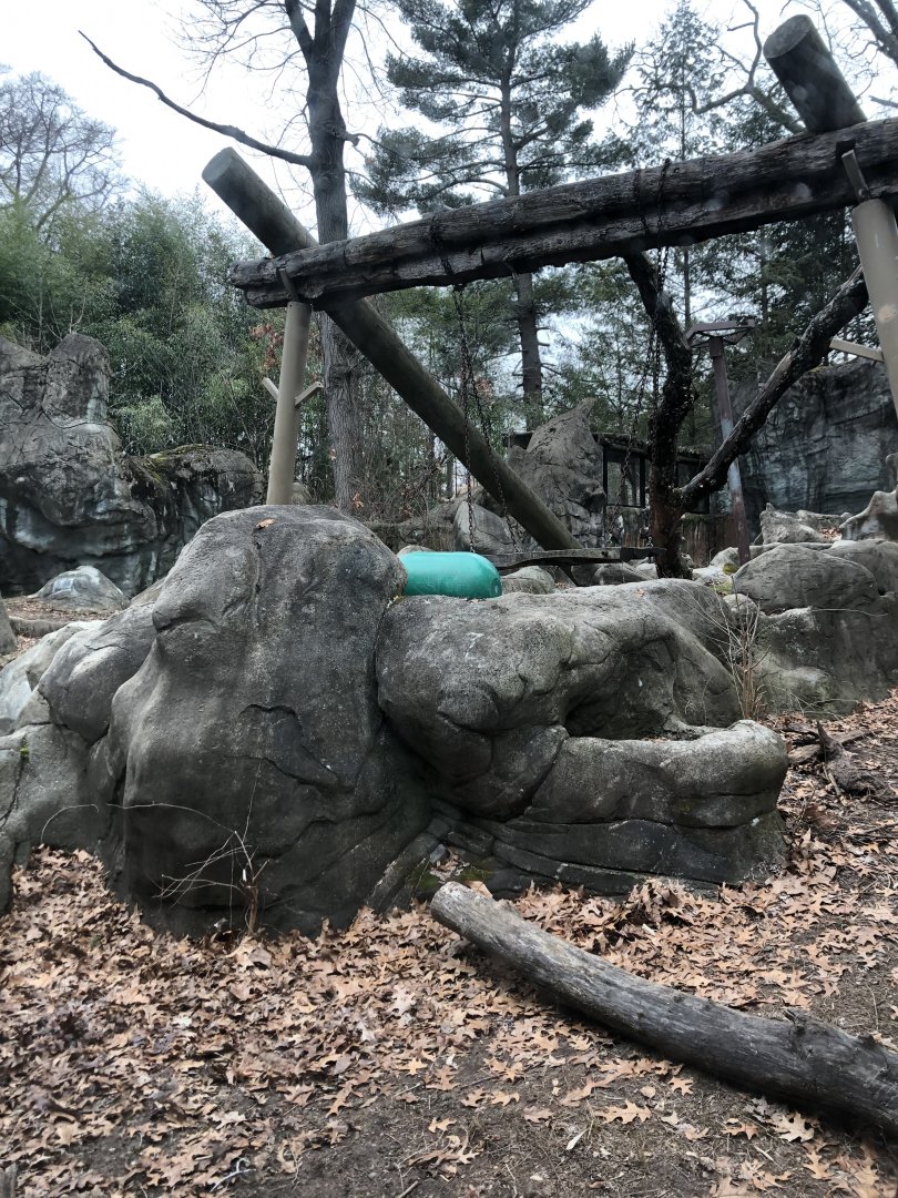 Moon Bear Habitat - Feb, 2020