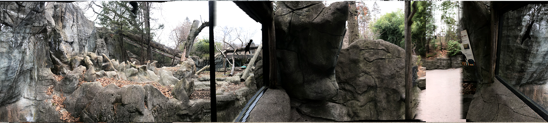Moon Bear Habitat Panorama - Feb, 2020