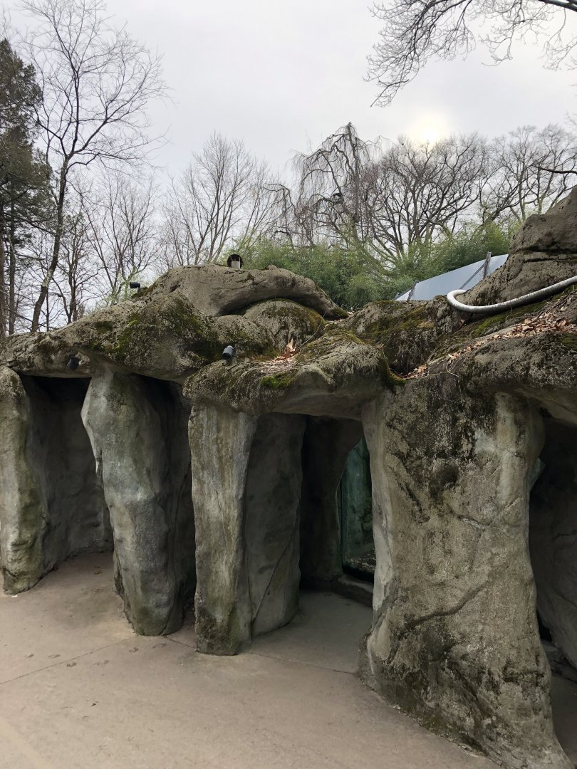 Moon Bear Habitat Viewing - Feb, 2020