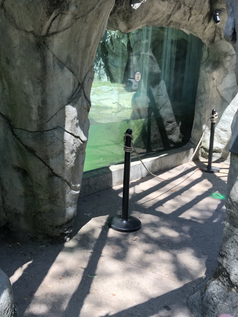 Moon Bear Underwater Viewing - July, 2020